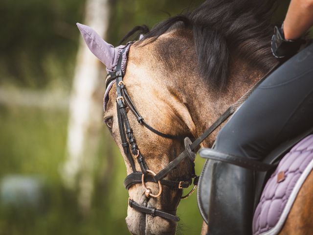 Balades à cheval